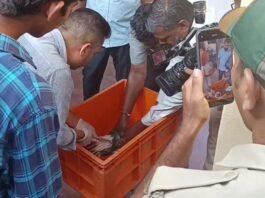 ಸೀಗಲ್ ವಲಸೆ ಹಕ್ಕಿಯಲ್ಲಿ ಚೀನಾದ ಜಿಪಿಎಸ್ ಟ್ರ್ಯಾಕರ್