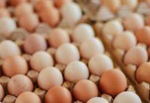 ಮೊಟ್ಟೆಗಳಲ್ಲಿ ಕ್ಯಾನ್ಸರ್ ಕಾರಕ ಅಂಶ ಆರೋಪ: ರಾಜ್ಯಾದ್ಯಂತ ಲ್ಯಾಬ್ ಪರೀಕ್ಷೆಗೆ ಸೂಚನೆ