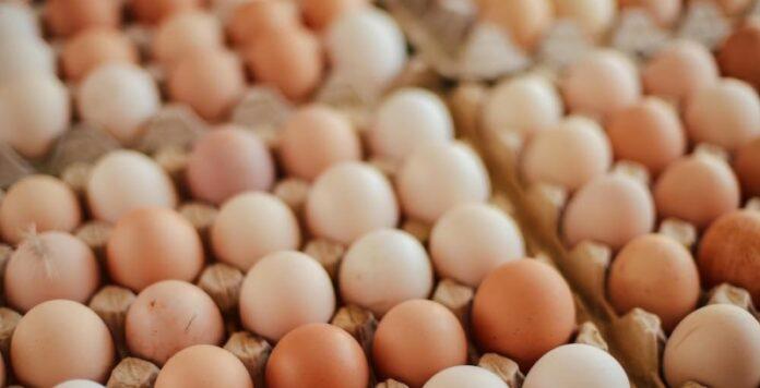 cancer-causing-chemicals-found-in-eggs-karnataka-orders-statewide-testing
