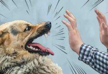 ಏಕಾಏಕಿ ಬೀದಿನಾಯಿ ಮಗುವಿನ ಮೇಲೆ ದಾಳಿ