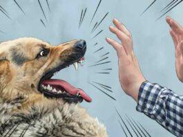 ಏಕಾಏಕಿ ಬೀದಿನಾಯಿ ಮಗುವಿನ ಮೇಲೆ ದಾಳಿ