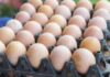 ಕೋಳಿ ಮೊಟ್ಟೆ ದರ ಏರಿಕೆ: 8 ರೂಪಾಯಿಗೆ ಮಾರಾಟ
