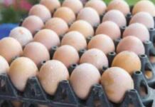 ಕೋಳಿ ಮೊಟ್ಟೆ ದರ ಏರಿಕೆ: 8 ರೂಪಾಯಿಗೆ ಮಾರಾಟ