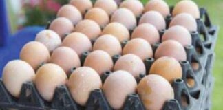 ಕೋಳಿ ಮೊಟ್ಟೆ ದರ ಏರಿಕೆ: 8 ರೂಪಾಯಿಗೆ ಮಾರಾಟ