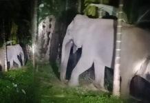 ಅವುರ್ಲಿ ತೋಟಗಳಲ್ಲಿ ಬಾಳೆ ಗೊನೆ ಹುಡುಕಾಟಕ್ಕೆ ಬಂದ ಹೆಣ್ಣಾನೆ