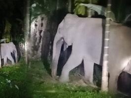 ಅವುರ್ಲಿ ತೋಟಗಳಲ್ಲಿ ಬಾಳೆ ಗೊನೆ ಹುಡುಕಾಟಕ್ಕೆ ಬಂದ ಹೆಣ್ಣಾನೆ