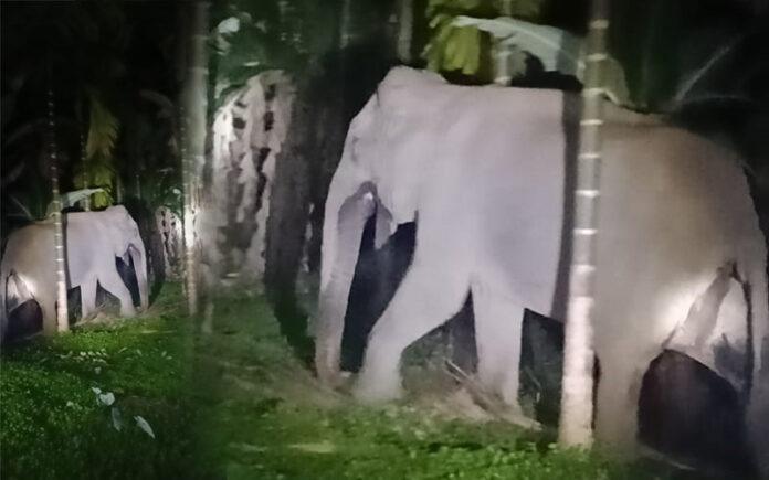 female-elephant-enters-avurli-farms-dandeli-crop-damage