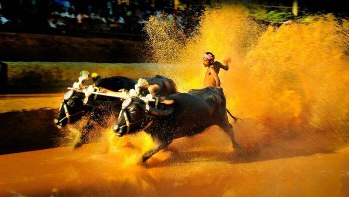 government-grants-to-kambala-festivals-in-dakshina-kannada-udupi