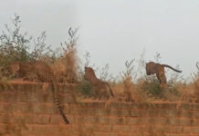 ಹುಬ್ಬಳ್ಳಿಯಲ್ಲಿ ಚಿರತೆ ಪ್ರತ್ಯಕ್ಷ: ಗೋಕುಲ, ಗಾಮನಗಟ್ಟಿ ಜನರಲ್ಲಿ ಆತಂಕ