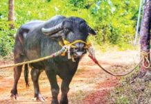 ಮಂಗಳೂರು: ‘ಬೋಳಾರ ಕುಟ್ಟಿ’ ಇನ್ನಿಲ್ಲ