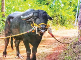 ಮಂಗಳೂರು: ‘ಬೋಳಾರ ಕುಟ್ಟಿ’ ಇನ್ನಿಲ್ಲ