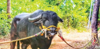 ಮಂಗಳೂರು: ‘ಬೋಳಾರ ಕುಟ್ಟಿ’ ಇನ್ನಿಲ್ಲ