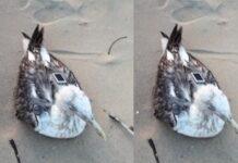 ಜಿಪಿಎಸ್ ಟ್ರ್ಯಾಕರ್ ಹೊಂದಿದ್ದ ಹ್ಯೂಗ್ಲಿನ್ ಸೀಗಲ್ ಹಕ್ಕಿ ಸಾವು