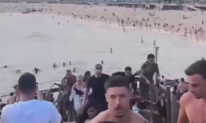 sydney mass shootout