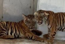 ಮೈಸೂರ: ಸೆರೆ ಸಿಕ್ಕಿದ್ದ 4 ಹುಲಿ ಮರಿಗಳ ನಿಗೂಢ ಸಾವು