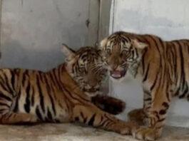 ಮೈಸೂರ: ಸೆರೆ ಸಿಕ್ಕಿದ್ದ 4 ಹುಲಿ ಮರಿಗಳ ನಿಗೂಢ ಸಾವು