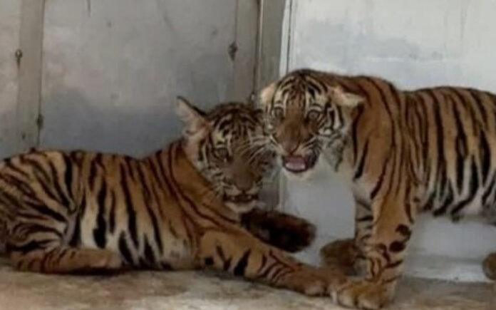 tiger-cubs-die-after-separation-from-mother-mysuru-hunasuru-incident