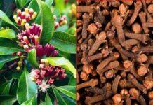 ಲವಂಗದ ಗಮ್ಮತ್ತು ನಿಮಗೆಷ್ಟು ಗೊತ್ತು? ಸಣ್ಣ ಸಾಂಬಾರ ಪದಾರ್ಥದ ಹಿಂದಿದೆ ಬೆಟ್ಟದಷ್ಟು ಆರೋಗ್ಯ ಭಾಗ್ಯ!