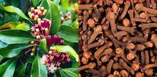 ಲವಂಗದ ಗಮ್ಮತ್ತು ನಿಮಗೆಷ್ಟು ಗೊತ್ತು? ಸಣ್ಣ ಸಾಂಬಾರ ಪದಾರ್ಥದ ಹಿಂದಿದೆ ಬೆಟ್ಟದಷ್ಟು ಆರೋಗ್ಯ ಭಾಗ್ಯ!