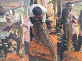 ಬಲೆಗೆ ಬಿದ್ದ 32 ಕೆಜಿ ತೂಕದ ಹದ್ದು ಮೀನು!