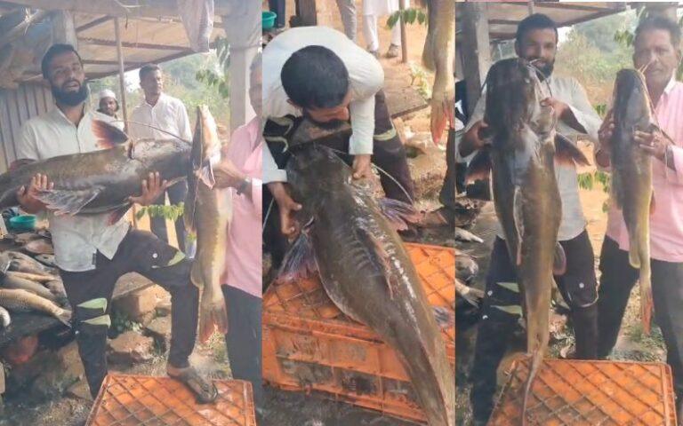 ಬಲೆಗೆ ಬಿದ್ದ 32 ಕೆಜಿ ತೂಕದ ಹದ್ದು ಮೀನು!