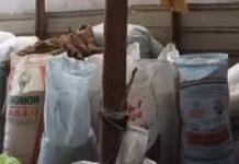 ಪಡಿತರ ಅಕ್ಕಿ, ರಾಗಿ ಅಕ್ರಮ ದಾಸ್ತಾನು: ಅಧಿಕಾರಿಗಳ ದಿಢೀರ್ ದಾಳಿ