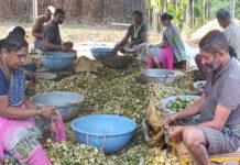 ಜೋಯಿಡಾದಲ್ಲಿ ಅಡಿಕೆ ಕೊಯ್ಲಿನ ಭರಾಟೆ