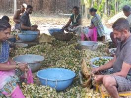 ಜೋಯಿಡಾದಲ್ಲಿ ಅಡಿಕೆ ಕೊಯ್ಲಿನ ಭರಾಟೆ