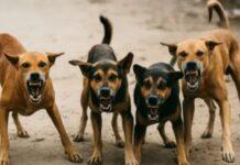 ಬೆಳಗಾವಿ: ಬೀದಿ ನಾಯಿಗಳ ದಾಳಿ- 2 ವರ್ಷದ ಮಗುವಿಗೆ ಗಂಭೀರ ಗಾಯ