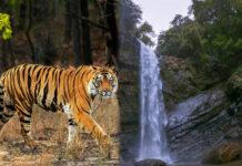 ಹುಲಿ ಗಣತಿ ಹಿನ್ನೆಲೆ: ಗಡಾಯಿಕಲ್ಲು ಸೇರಿದಂತೆ ಫಾಲ್ಸ್ ಬಂದ್