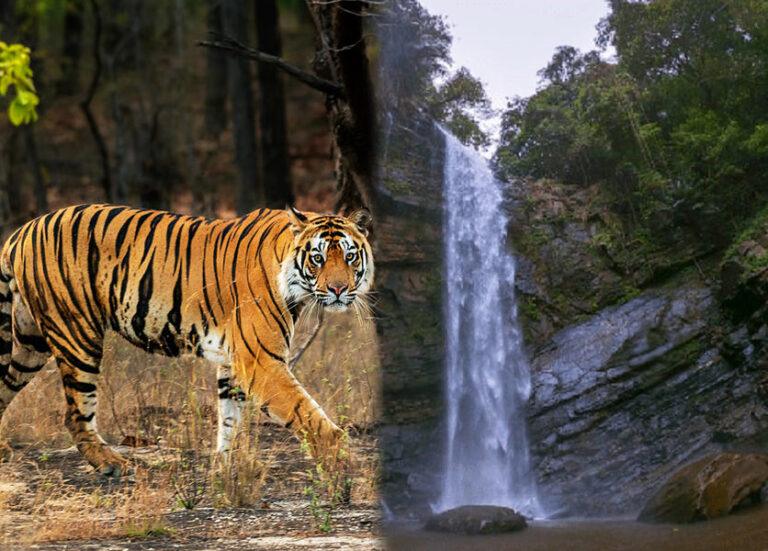 ಹುಲಿ ಗಣತಿ ಹಿನ್ನೆಲೆ: ಗಡಾಯಿಕಲ್ಲು ಸೇರಿದಂತೆ ಫಾಲ್ಸ್ ಬಂದ್