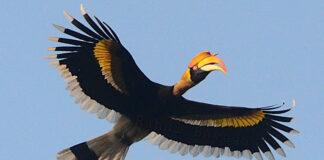 ದಾಂಡೇಲಿ: ಹಾರ್ನ್ಬಿಲ್ ಪಕ್ಷಿಗಳ ಹಬ್ಬಕ್ಕೆ ಶುಕ್ರವಾರ ಚಾಲನೆ