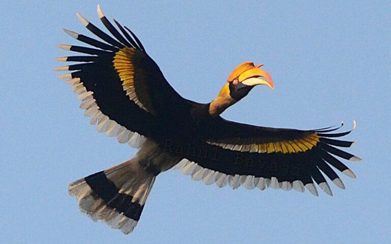 ದಾಂಡೇಲಿ: ಹಾರ್ನ್‌ಬಿಲ್ ಪಕ್ಷಿಗಳ ಹಬ್ಬಕ್ಕೆ ಶುಕ್ರವಾರ ಚಾಲನೆ