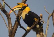 ದಾಂಡೇಲಿಯಲ್ಲಿ ಜನವರಿ 16–17ರಂದು ಹಾರ್ನ್ಬಿಲ್ ಹಬ್ಬ