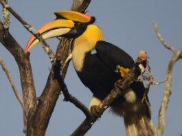 ದಾಂಡೇಲಿಯಲ್ಲಿ ಜನವರಿ 16–17ರಂದು ಹಾರ್ನ್ಬಿಲ್ ಹಬ್ಬ