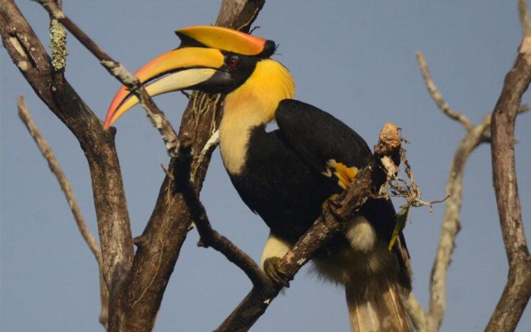 ದಾಂಡೇಲಿಯಲ್ಲಿ ಜನವರಿ 16–17ರಂದು ಹಾರ್ನ್‌ಬಿಲ್ ಹಬ್ಬ