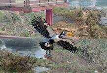 ಹಾರ್ನ್ಬಿಲ್ ಪಕ್ಷಿಗಳ ಆವಾಸ ನಾಶ: ಅಧಿಕಾರಿಗಳ ನಿರ್ಲಕ್ಷ್ಯಕ್ಕೆ ಆಕ್ರೋಶ