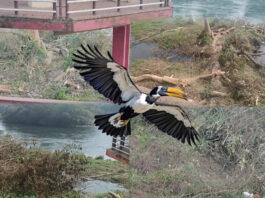 ಹಾರ್ನ್ಬಿಲ್ ಪಕ್ಷಿಗಳ ಆವಾಸ ನಾಶ: ಅಧಿಕಾರಿಗಳ ನಿರ್ಲಕ್ಷ್ಯಕ್ಕೆ ಆಕ್ರೋಶ