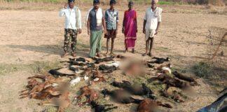 ಹೊಸಪೇಟೆ: ಚಿರತೆ ದಾಳಿಯಿಂದ ಒಂದೇ ರಾತ್ರಿ 36 ಕುರಿಮರಿಗಳು ಬಲಿ