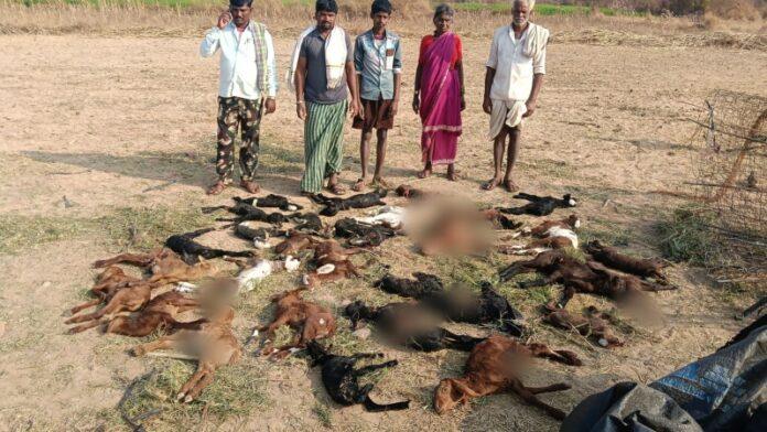 hosapete-leopard-attack-36-sheep-killed-vijayanagara