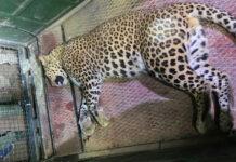 ಕೊನೆಗೂ ಸೆರೆಯಾದ ಚಿರತೆ: ಒಂದೂವರೆ ತಿಂಗಳ ಭಯಕ್ಕೆ ಮುಕ್ತಿ