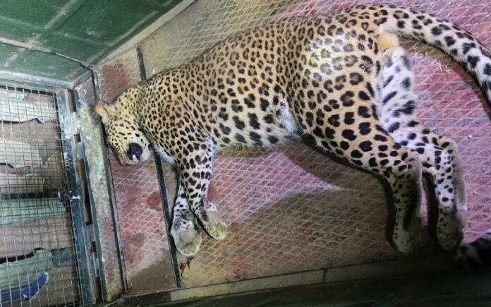 hubballi-airport-leopard-trapped-after-month-long-operation