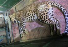 ಹುಬ್ಬಳ್ಳಿಗರ ಕಾಡಿದ್ದ ಚಿರತೆ ಕೊನೆಗೂ ಅಜ್ಞಾತ ಸ್ಥಳಕ್ಕೆ ಶಿಫ್ಟ್