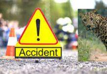 ಅಪರಿಚಿತ ವಾಹನ ಡಿಕ್ಕಿ: ಚಿರತೆ ಸಾವು