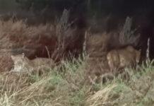 ಹುಬ್ಬಳ್ಳಿ: ನವನಗರದಲ್ಲಿ ಚಿರತೆ ಪ್ರತ್ಯಕ್ಷ – ವೈರಲ್ ಆದ ವಿಡಿಯೋ