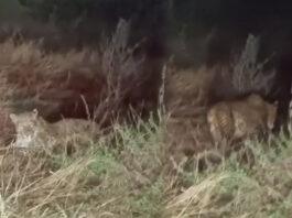 ಹುಬ್ಬಳ್ಳಿ: ನವನಗರದಲ್ಲಿ ಚಿರತೆ ಪ್ರತ್ಯಕ್ಷ – ವೈರಲ್ ಆದ ವಿಡಿಯೋ