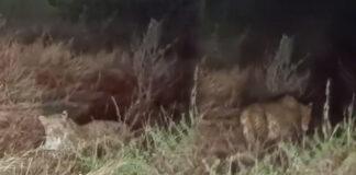 ಹುಬ್ಬಳ್ಳಿ: ನವನಗರದಲ್ಲಿ ಚಿರತೆ ಪ್ರತ್ಯಕ್ಷ – ವೈರಲ್ ಆದ ವಿಡಿಯೋ