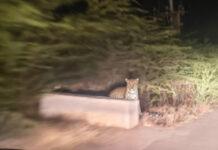 ಮದರಿ ಗ್ರಾಮದ ನದಿ ತೀರದ ಜಮೀನಿನಲ್ಲಿ ಚಿರತೆ ಪ್ರತ್ಯಕ್ಷ