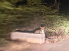 ಮದರಿ ಗ್ರಾಮದ ನದಿ ತೀರದ ಜಮೀನಿನಲ್ಲಿ ಚಿರತೆ ಪ್ರತ್ಯಕ್ಷ