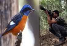 ದಾಂಡೇಲಿಯಲ್ಲಿ ಹಾರ್ನ್ ಬಿಲ್ ಹಬ್ಬಕ್ಕೆ ಸಿದ್ಧತೆ: ಪಕ್ಷಿವೀಕ್ಷಣೆಗೆ ಸುವರ್ಣಾವಕಾಶ